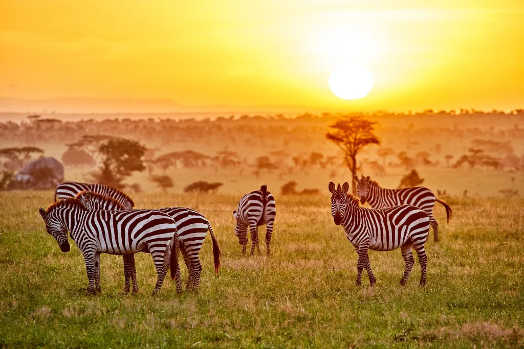 kenia_masai-mara-wildreservaat_algemeen_rondreis-kenia_zebra_bomen_zonsondergang_shutterstock.webp