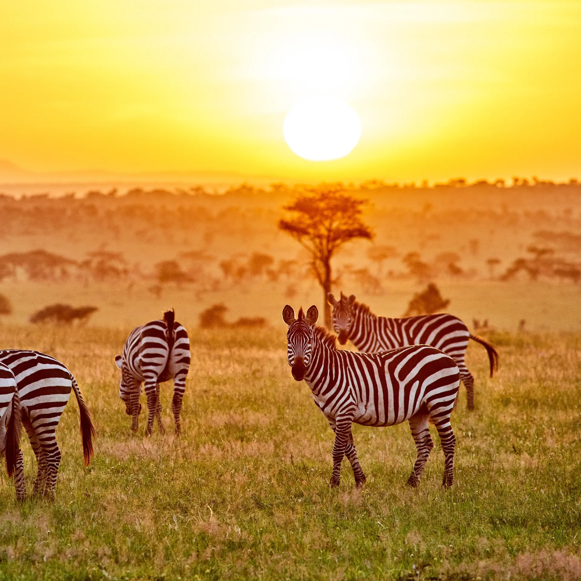 Signature Kenya Safari (14 days)